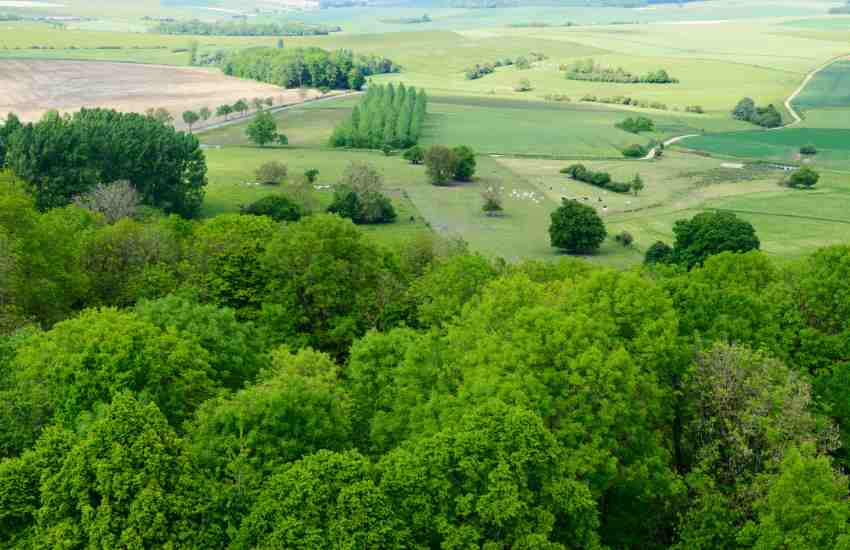 Argonne Forest